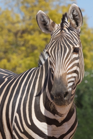 Zebra Isolatedの写真素材