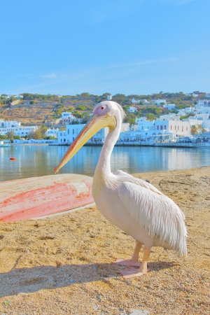 Greece, Petros famous pelican of Mykonosの写真素材