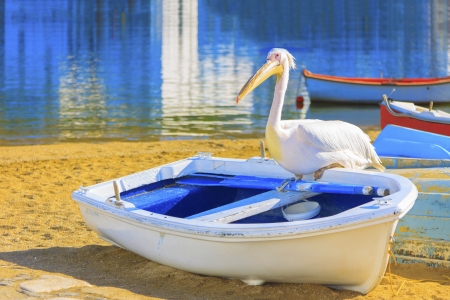 Greece, Petros famous pelican of Mykonosの写真素材