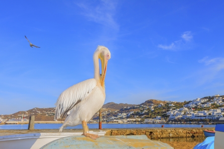 Greece, Petros famous pelican of Mykonosの写真素材