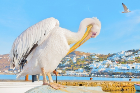 Greece, Petros famous pelican of Mykonosの写真素材