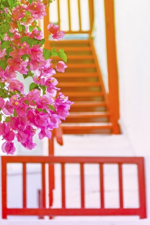 Greece, beautiful bougainvillea with wooden frames in backgroundの写真素材