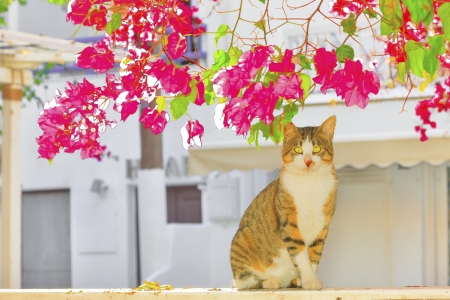 Greece, Cat posing in Greek Islandの写真素材