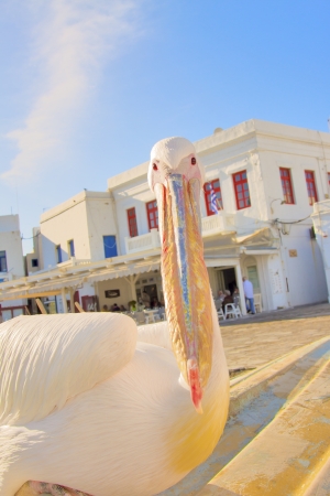Greece, Petros famous pelican of Mykonosの写真素材