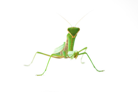 Mantis looking at usの写真素材