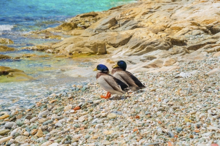 Wild ducks standing on beach in Greece waiting to dive into the seaの写真素材