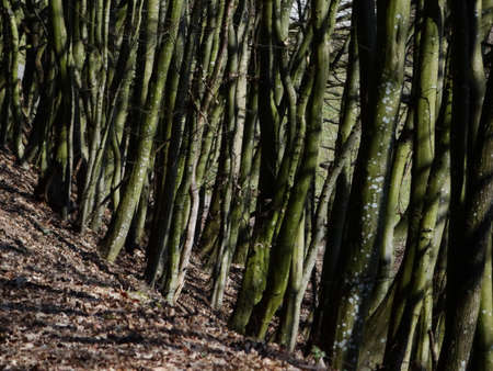 A couple of tree trunks in springの写真素材