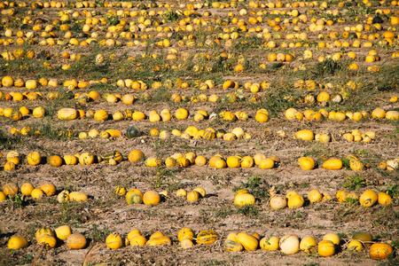 melon fieldの写真素材