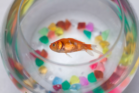 Dead Goldfish in aquariumの写真素材