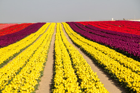 Tulip. Beautiful bouquet of tulips. colorful tulips. tulips in spring,colourful tulip