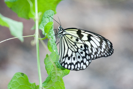 butterfly in the nature green forest habitatの写真素材