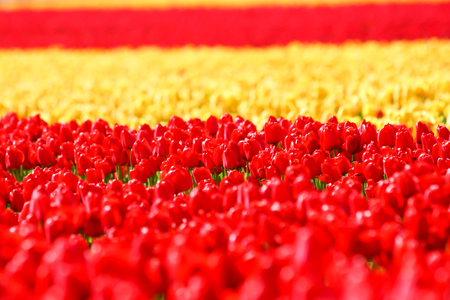 tulip. Colorful tulips in the gardenの写真素材