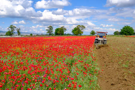 tractor harvesting at poppy  field
