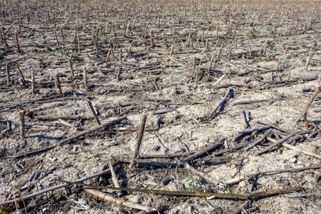 traveling with van. and camp  at  forests near the old stone bridgeの写真素材