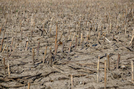 traveling with van. and camp  at  forests near the old stone bridgeの写真素材