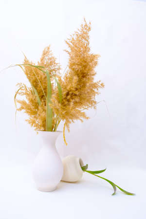 flowers in white vase on white backgroundの写真素材