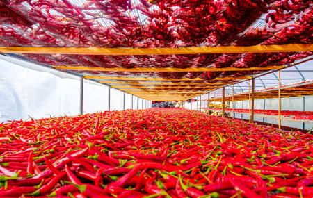 peppers drying outside as traditionaly at sunの写真素材