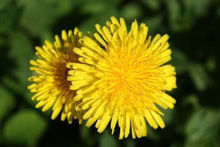 Summer dandelion in shining sun beamsの写真素材