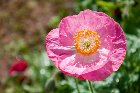 Pink Flowerの写真素材