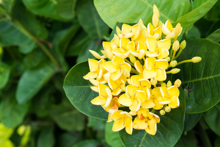 Rubiaceae flowerの写真素材