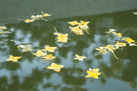 Floating Flowerの写真素材