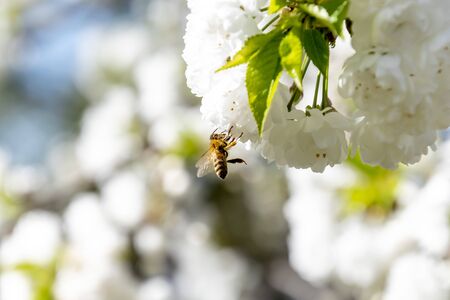 Flying bee on flower