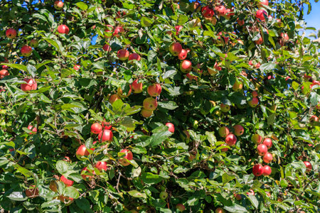 Latvia. Apple tree.
Domesticated large apple trees began to be grown in Latvia in the 16th century.の写真素材