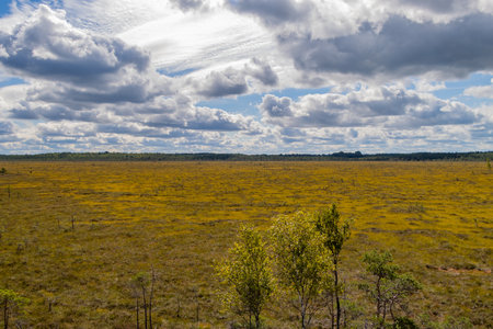 Ventspils. Vasenieki bog. The Vasenieki bog is located in the Stiklu Bole complex, which is the...