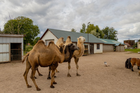 Families with children, students and other interested persons are offered the opportunity to get to know exotic pets in person.の写真素材