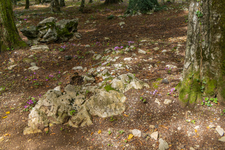 Purple cyclamen flower at Plitvice park. Cyclamen is an herbaceous perennial that is typically grown as an annual.の写真素材