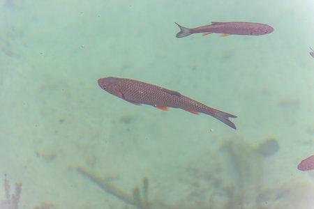 Underwater image of trout fish in the green water of Plitvice lake (Plitvicka jezera) natural...