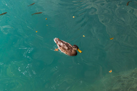 Beautiful Mullard Duck on lake, Plitvice Croatiaの写真素材