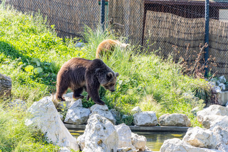 Bear in the zoo Maksimir in the city of Zagreb, Croatia. Zoo in Zagreb is one of the biggest Zoo on...