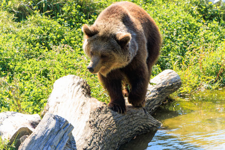 Bear in the zoo Maksimir in the city of Zagreb, Croatia. Zoo in Zagreb is one of the biggest Zoo on Balkan.の写真素材