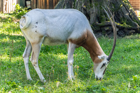 Scimitar-horned oryx (Oryx dammah) with brick wall on the background.の写真素材