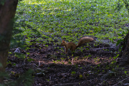 Squirrel running on the green grass in the Bled park in autumn. Bled. Slovenia.の写真素材