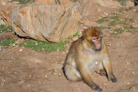 Cute Barbary macaque ape monkey, Ifrane national park, Morocco