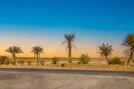 Palm alley near Kasbah. Moroccan kasbah, Morocco Africaの写真素材