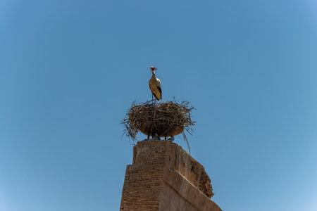 Storks on a nest on top of a wall under a blue solid sky in Marrakesh