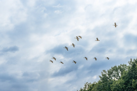A large flock of geese fly against the blue and white sky. Nuremberg. Bavaria. Germany.の写真素材