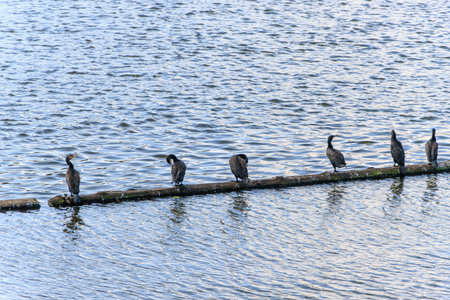 Flock of cormorants and a seagull standing on a log on the river Vltava in Prague, Czech Republic. Black and whiteの写真素材