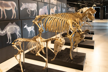 Qobustan, Azerbaijan. The Gobustan State Historical and Cultural Reserve Museum. It's in one of these exhibitions that you would find the animal skeletons and other natural history exhibits.の写真素材