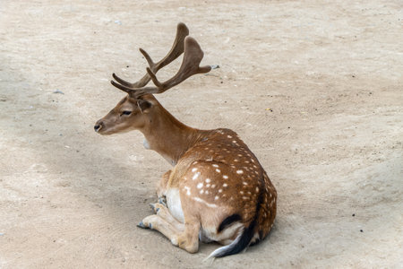 Sika Deer with beautiful antlers.の写真素材