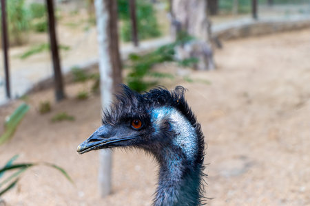 Close-up on the head of a black wild ostrich and a large beak, red eyes and a long neck.の写真素材