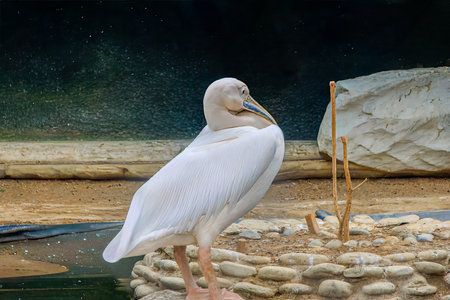 Great White Pelican (Pelecanus onocrotalus). This species is native to the region and is known to be kept at Baku Zoo.の写真素材