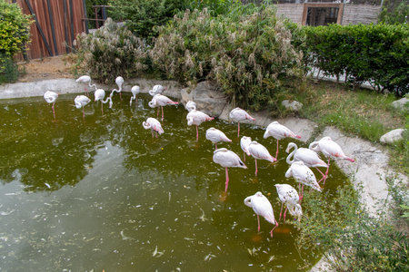 A flock of pink flamingos in the city zoo. The presence of the flamingos is significant, as the Pink Flamingo has become a symbol of the zoo.の写真素材