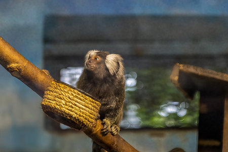 The common marmoset (Callithrix jacchus) also called white-tufted marmoset or white-tufted-ear marmoset is a New World monkey.の写真素材