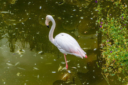 A flock of pink flamingos. The presence of the flamingos is significant.の写真素材
