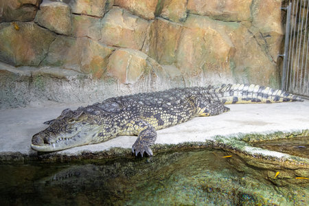 The crocodilian pictured appears to be a Caiman. Caimans are generally smaller and have a broader, blunter snout compared to a fully grown Nile Crocodile.の写真素材