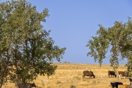 On the Baku-Guba road in Azerbaijan. The main features of the image correspond to the natural and pastoral landscapes that can be seen when leaving Baku towards Guba and the Caucasus Mountains.の写真素材